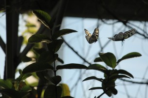 足立区生物園