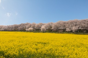 タイトルクリックで本文へ

2013.4.1
埼玉県幸手市 権現堂堤